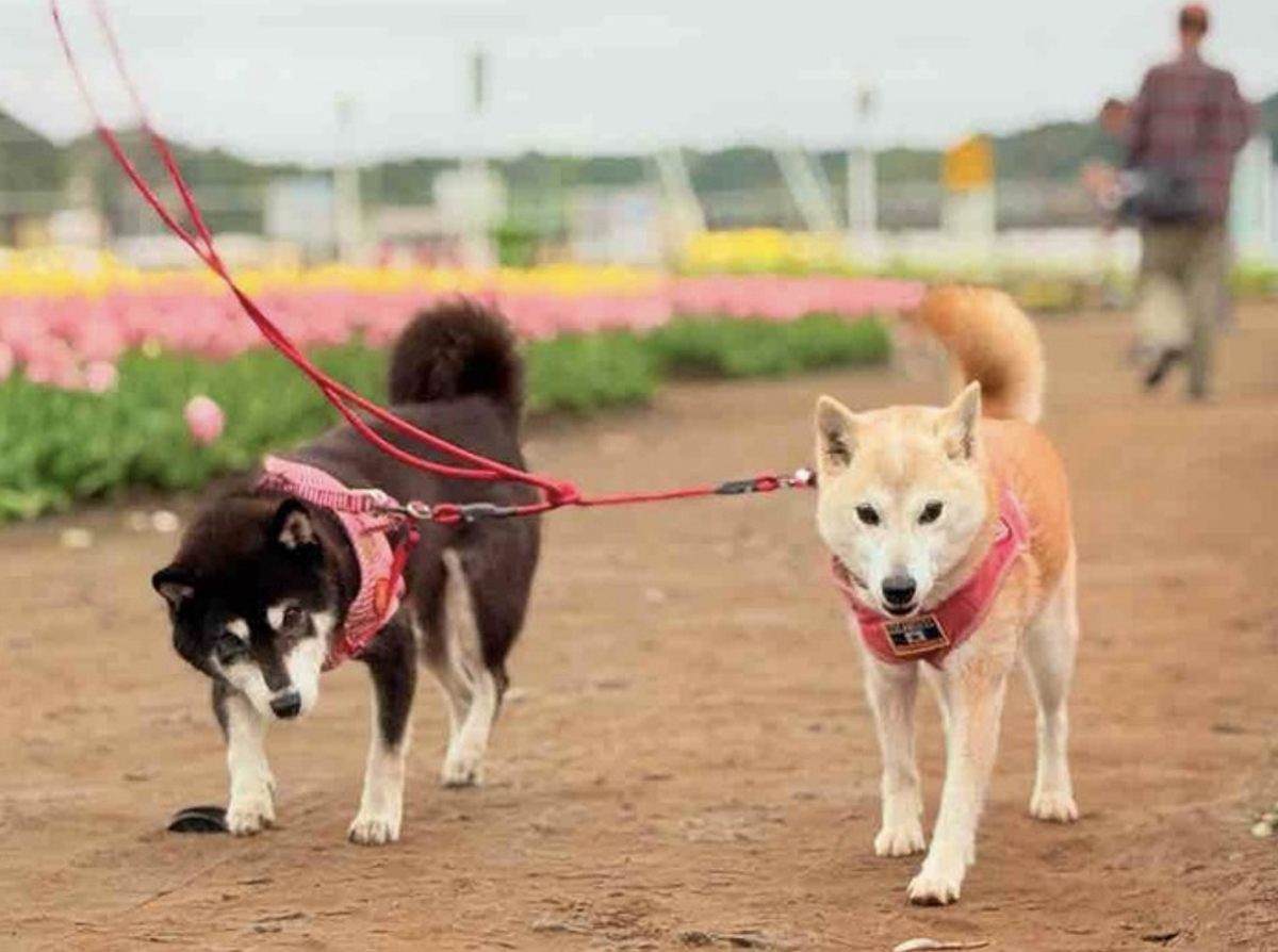 Crypto community is monitoring Neiro summer plans, as heartwarming news around Kabosu historically pumped DOGE.